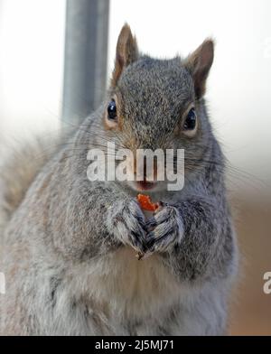 Nahaufnahme eines molligen Ostgrauen Eichhörnchens (Sciurus carolinensis), das etwas Futter in seine Vorderpfoten hält, während es auf einem Geländer sitzt Stockfoto