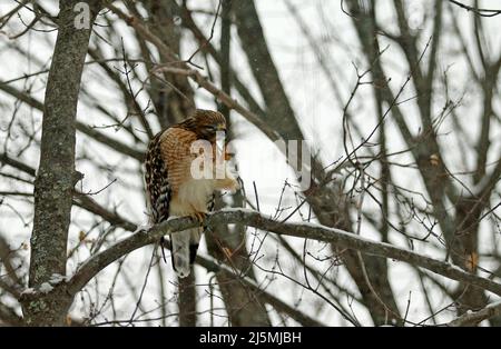 Ein Rotschulter-Falke (Buteo lineatus), der im Winter in Neuengland auf einem Ast eines Zuckerahornbaums (Acer Saccharum) kratzt Stockfoto