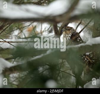 Ein unreifer Cooper's Hawk (Accipiter cooperii), der während eines Schneesturms in Neuengland auf einem Zweig eines Eastern White Pine (Pinus strobus)-Baumes brüllt Stockfoto