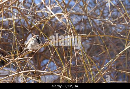 Ein männlicher Haussparrow (Passer domesticus), auch bekannt als englischer Sparrow, der an einem sonnigen Wintertag in Neuengland in einem dichten Dickicht brüllt Stockfoto