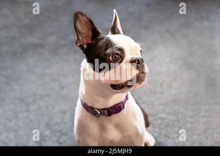 Porträt eines Boston Terrier, der mit ihr im Profil zur Kamera sitzt. Stockfoto