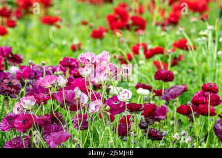 Nahaufnahme von rosa Ranunculus-Blüten, die im Frühling in Kalifornien in einem Feld anderer farbenfroher Pflanzen gemischt wurden. Stockfoto