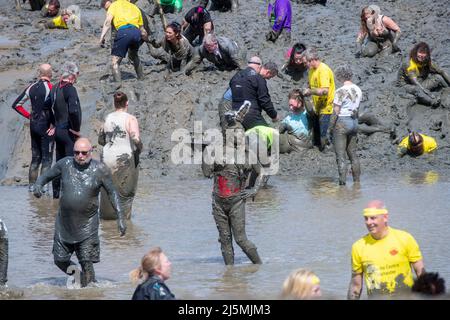 Essex, Großbritannien. 24. April 2022. Die Teilnehmer nehmen am Maldon Mud Race in Maldon, Essex, Teil, da das Rennen zum ersten Mal seit zwei Jahren zurückkehrt. Das Maldon Mud Race ist ein alljährliches Fun-Rennen, das im Frühjahr (ursprünglich im Winter, jetzt Ende April oder Anfang Mai) im Promenade Park in Maldon, Essex, England, stattfindet und bei dem die Teilnehmer um einen 500 Meter (550 Meter) langen Schuss in dickem Schlamm kämpfen. Über dem Bett des Flusses Blackwater. Das Rennen wird von den Lions & Rotary Clubs von Maldon und dem Maldon District Council organisiert, die Geld für wohltätige Zwecke sammeln. Kredit: SOPA Images Limited/Alamy Live Nachrichten Stockfoto