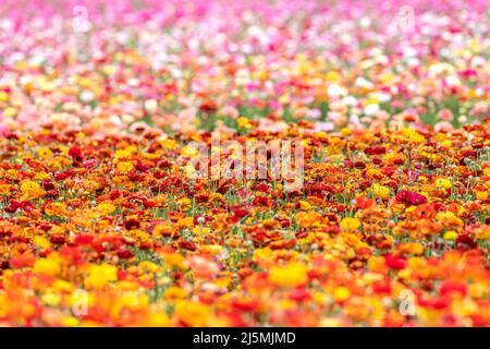 Selektiver Fokus eines Feldes von bunten Ranunkulusblüten innerhalb eines großen Feldes von Wildblumen während des Frühlings in Kalifornien. Stockfoto