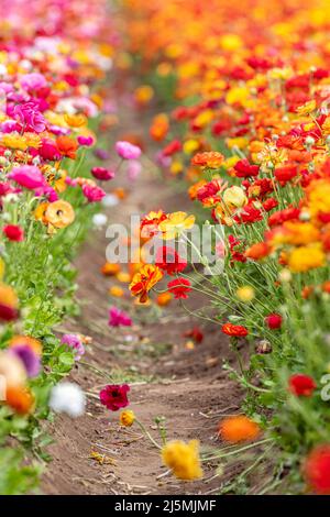 Selektiver Fokus eines Feldes von bunten Ranunkulusblüten innerhalb eines großen Feldes von Wildblumen während des Frühlings in Kalifornien. Stockfoto