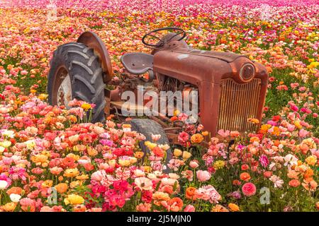 Ein alter verlassene verrostete Traktor ruht während des Frühlings in Kalifornien auf einem Feld mit bunten Ranunculus-Blumen. Stockfoto