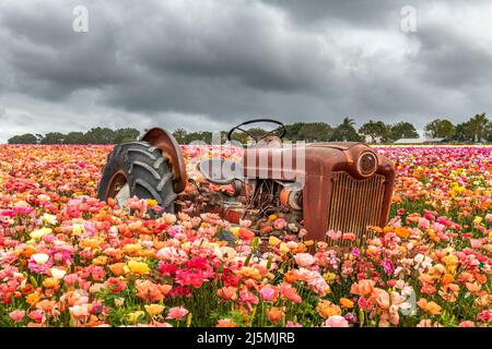 Während eines stürmischen Frühlingstages in Kalifornien ruht ein alter verlassene verrostete Traktor auf einem Feld mit bunten Ranunculus-Blumen. Stockfoto