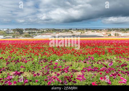 Ein lebendiger Vordergrund mit farbenfrohen Ranunculus-Blumenfeldern, aufgenommen in Carlsbad Flower Fields in Kalifornien, eingerahmt von einer trostlosen, feuchten Meeresschicht Stockfoto