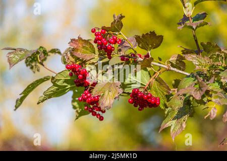 Rote viburnum Beeren auf einem Baum im Herbst Stockfoto