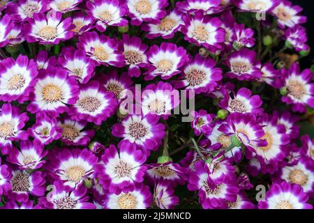 Cineraria Blume. Bunte Cineraria Blume aus einem hohen Winkel. Stockfoto