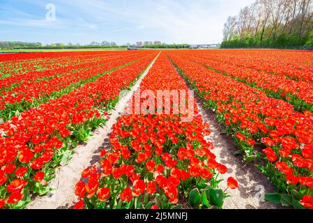 Reihen roter Tulpenblüten im berühmten Bollenstreek ("Bulb Area") im Westen Hollands Stockfoto
