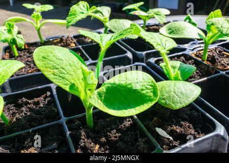 Sommer, Umwelt, Frische, Gemüse, Nahaufnahme, Landwirtschaft, Botanik, cucurbita, cucurbita pepo, Emerging, Bauernhof, Landwirtschaft, Lebensmittel, frisch, Obst, Garde Stockfoto