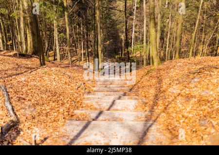 Weg durch das Buchenbergreservat - in der polnischen Bukowa Gora - in Zwierzyniec, Region Roztochia in Polen. Stockfoto