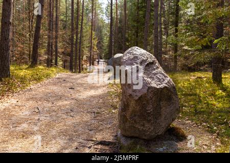 Weg durch das Buchenbergreservat - in der polnischen Bukowa Gora - in Zwierzyniec, Region Roztochia in Polen. Stockfoto