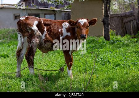 Schmutziges neugeborenes Tierkalb, das im Tierfeld steht. Tierhaltung und Milchviehhaltung Konzept. Stockfoto