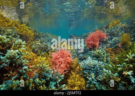 Bunte Algen unter Wasser im Ozean, Ostatlantikalgen, Spanien Stockfoto