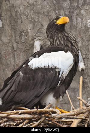 Ein Steller-Seeadler (Haliaeetus pelagicus), auch bekannt als Pazifischer Seeadler oder Weißschulter-Adler, in seinem Nest. Stockfoto