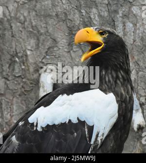 Ein Steller-Seeadler (Haliaeetus pelagicus), auch bekannt als Pazifischer Seeadler oder Weißschulter-Adler, in seinem Nest. Stockfoto