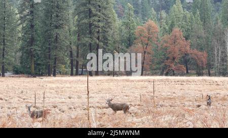 Familie der Hirsche, die auf einer Wiese im Yosemite Valley an der Tioga Road grasen, kalifornische Tierwelt, USA. Wilde Tiere Herden Fütterung auf Lichtung durch nebligen Wald und Berge in Freiheit. Herbst Herbst Grasfeld. Stockfoto