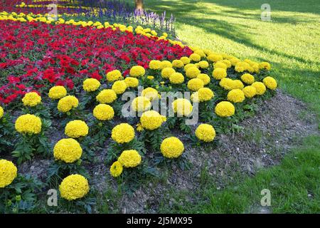 Blumen im Bundek Park, Zagreb, Kroatien Stockfoto