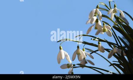 Schneeglöckchen gegen klaren blauen Himmel. Blumenfrühlingshintergrund mit Kopierraum Stockfoto