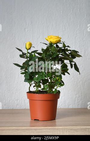 Miniatur-Rosenpflanze im Topf Stockfoto