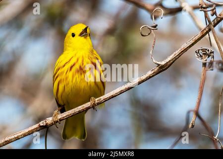 Gelber Waldsänger singt während des Frühjahrszugs Stockfoto