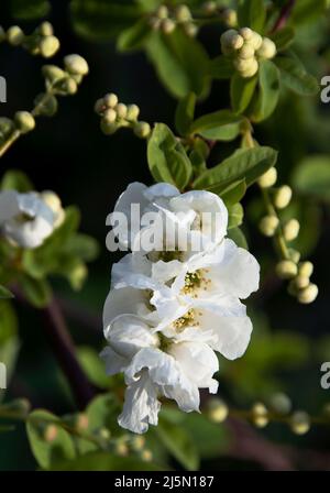 Exochorda × macrantha „die Braut“ Stockfoto