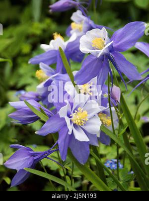 Aquilegia 'Schwan Blau und Weiß ' Stockfoto