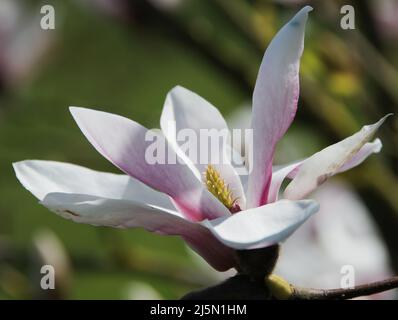 Magnolia x soulangeana Stockfoto