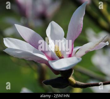 Magnolia x soulangeana Stockfoto