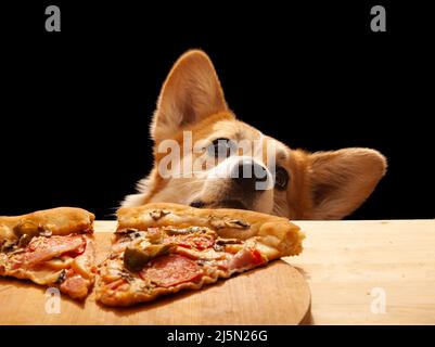 Ein süßer Pembroke Corgi will ein Stück Pizza vom Tisch essen. Hundeleben Stockfoto