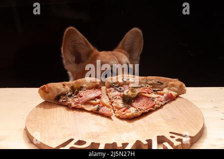 Ein süßer Pembroke Corgi will ein Stück Pizza vom Tisch essen. Hundeleben Stockfoto