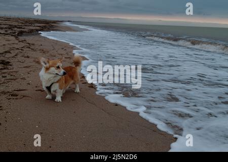 Der Welsh Corgi Hund am Strand schwimmt nicht gerne Stockfoto