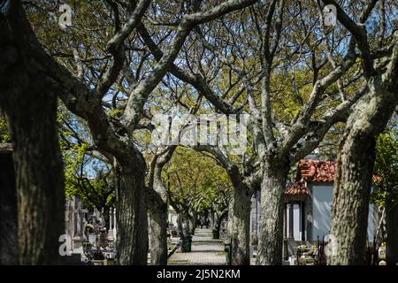 Baumkronen in der Friedhofsallee. Stockfoto