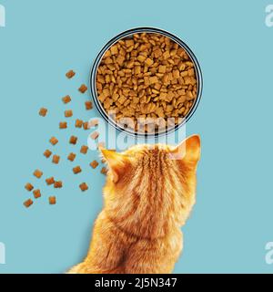 Ingwer-Katze isst Trockenfutter aus einer Schüssel. Isoliert auf blauem Hintergrund. Stockfoto