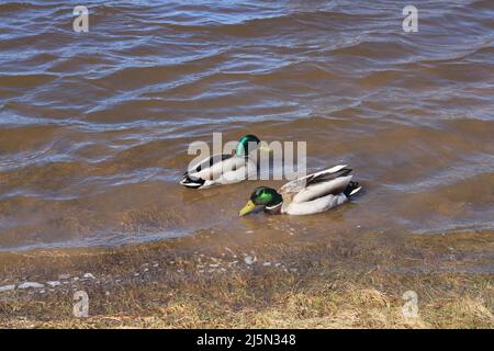 mallard Ente spielt im Wasser Stockfoto