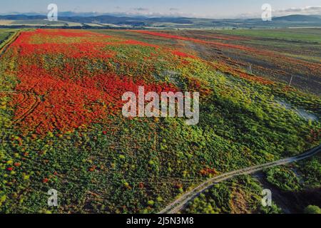 Rotes Mohn-Feld aus der Luftansicht. Wilde Blumen Stockfoto