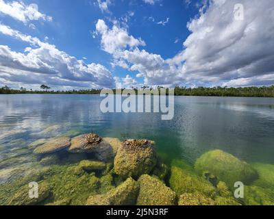 Versunkene Felsbrocken am Ufer des Pine Glades Lake im Everglades National Park, Florida, deutlich sichtbar im klaren grünen Wasser des Sees. Stockfoto