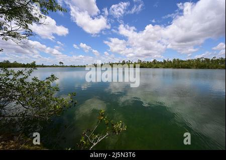 Versunkene Felsbrocken am Ufer des Pine Glades Lake im Everglades National Park, Florida, deutlich sichtbar im klaren grünen Wasser des Sees. Stockfoto