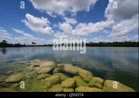 Versunkene Felsbrocken am Ufer des Pine Glades Lake im Everglades National Park, Florida, deutlich sichtbar im klaren grünen Wasser des Sees. Stockfoto