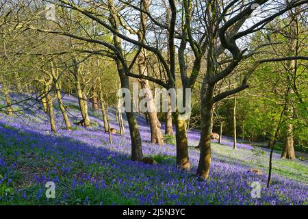 Herrliche Bluebells in Emmets Gardens, IDE Hill, in einem alten Waldgebiet des National Trust am Greensand Ridge im Weald of Kent. Stockfoto