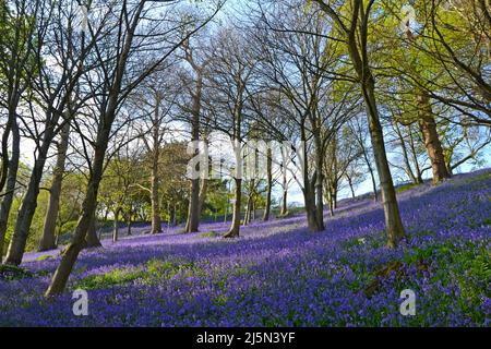 Herrliche Bluebells in Emmets Gardens, IDE Hill, in einem alten Waldgebiet des National Trust am Greensand Ridge im Weald of Kent. Stockfoto