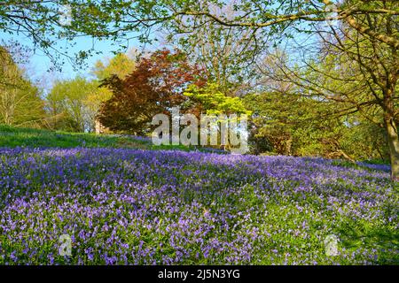 Herrliche Bluebells in Emmets Gardens, IDE Hill, in einem alten Waldgebiet des National Trust am Greensand Ridge im Weald of Kent. Stockfoto