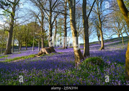 Herrliche Bluebells in Emmets Gardens, IDE Hill, in einem alten Waldgebiet des National Trust am Greensand Ridge im Weald of Kent. Stockfoto