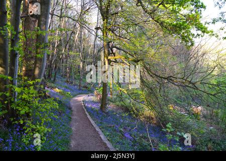 Herrliche Bluebells umgeben einen Pfad - den Greensand Way - in IDE Hill, in National Trust-erhaltenem uraltem Waldgebiet, Kent, England, Großbritannien Stockfoto