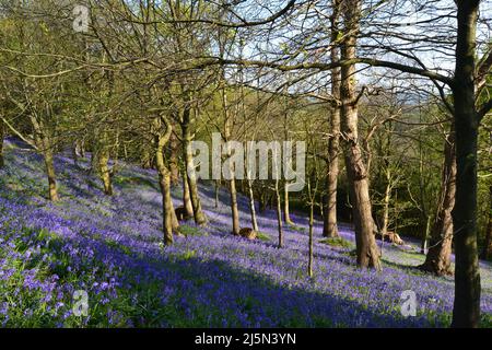 Herrliche Bluebells in Emmets Gardens, IDE Hill, in einem alten Waldgebiet des National Trust am Greensand Ridge im Weald of Kent. Stockfoto