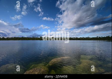 Versunkene Felsbrocken am Ufer des Pine Glades Lake im Everglades National Park, Florida, deutlich sichtbar im klaren grünen Wasser des Sees. Stockfoto