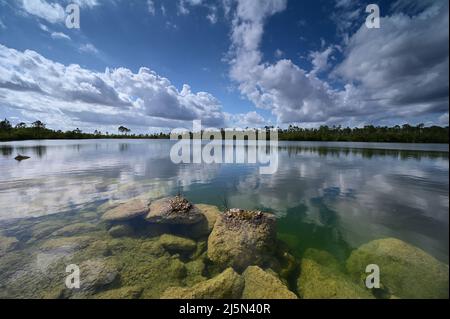 Versunkene Felsbrocken am Ufer des Pine Glades Lake im Everglades National Park, Florida, deutlich sichtbar im klaren grünen Wasser des Sees. Stockfoto