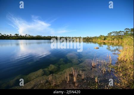 Versunkene Felsbrocken am Ufer des Pine Glades Lake im Everglades National Park, Florida, deutlich sichtbar im klaren grünen Wasser des Sees. Stockfoto